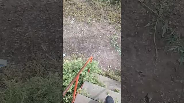 трансляция