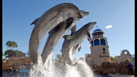 Полное шоу с дельфинами "Dolphin Discovery" 2009 года в SeaWorld