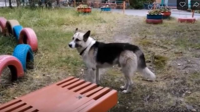 О доброй, хорошей собаке. Немного и о своих. 06.09.25.