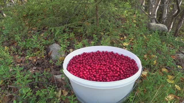 Собираю бруснику
