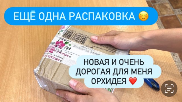 💚ОБЗОР распаковка орхидеи от Даны. Новая красотка в моей коллекции #выигрыш #конкурс #обзорорхидеи