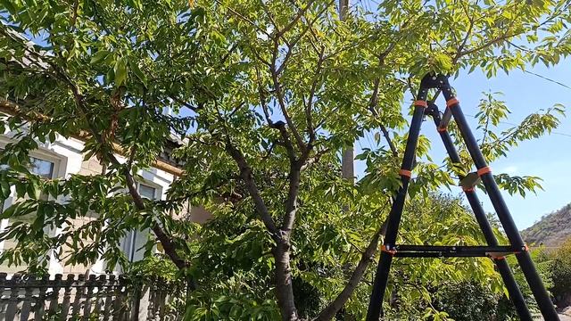 Понижаем крону до листопада с минимальной реакцией