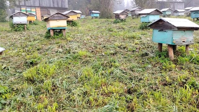 Вызли последних пчёл. Прикручиваем литки в зиму. Пасека на Алтае.
