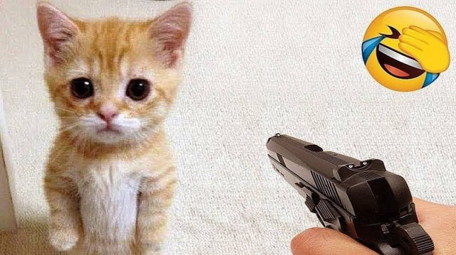 Приколы  ДО СЛЕЗ с_котами и кошками!_С_ОЗВУЧКОЙ!_Смешные_коты!_Самые_смешные_животные!