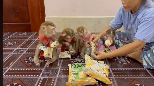 Обезьянки лапуськи тащат маме пакеты Пищат прыгают просят кушать Едят крошки подбирают милашки