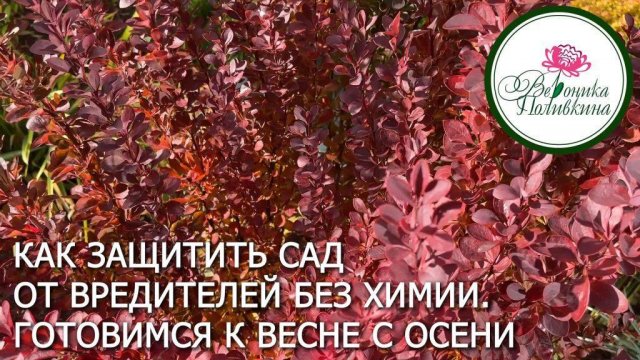 Осенняя обработка сада и огорода от насекомых-вредителей без химии