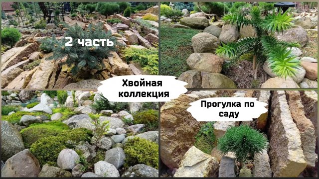 Хвойная коллекция. Прогулка по саду (2 часть ).