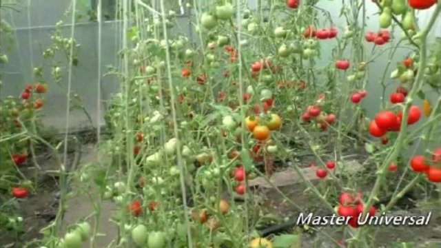 Белокрылка в теплице, как спасти урожай. Самый работающий способ.