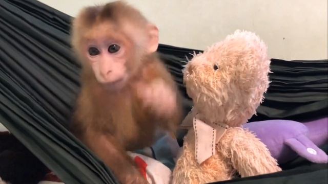 Обезьянка МАЛЫШЕНЬКА качается в гамаке Играет с МИШКОЙ игрушкой Милашка