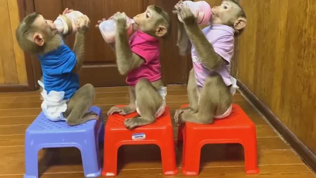 Обезьянки вечерком закусили МОЛОЧКОМ Из сосок пили На троих сообразили Веселая КОМПАНИЯ