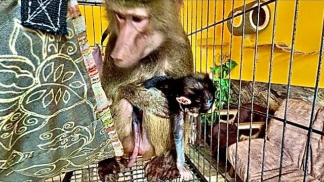 Мы отдали Анфису маме Лиде, но малышку по всей видимости прийдется забирать!