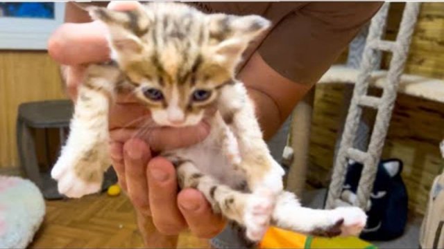Друзья, МЫ ПРОЩАЕМСЯ с котенком Тигрой..