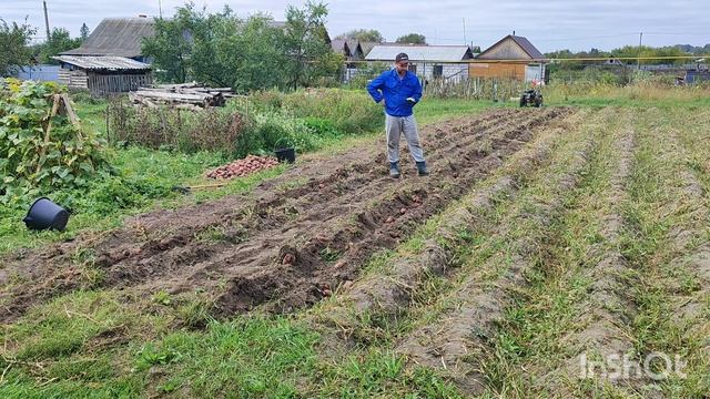 Мотоблок Агат. Копка картошки мотоблоком. Сезон 2025.