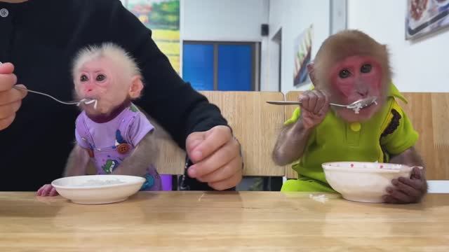 Обезьянки МАЛЕХА и БУКАШКА кроха пищат едут на маме в ресторан Едят ложками УЛУЧШИТЕЛЬ НАСТРОЕНИЯ