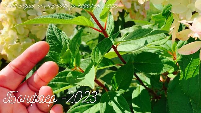 Прекрасный БОНФАЕР . Видео из архива 2023 года)))