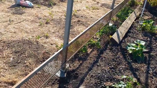 Каркас готов , что будет дальше непонятно. Прожорливые цыпли