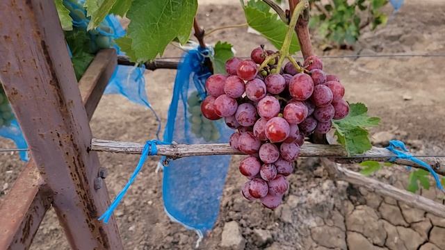 СУПЕР НОВИНКА К-Ш !!! 55-4Т-10
(Калугин В.М.).