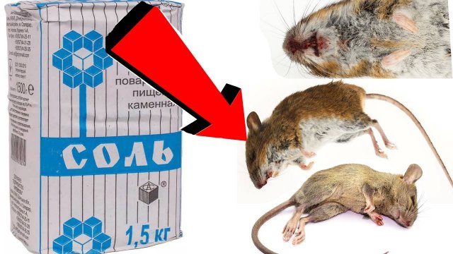 Как избавиться от мышей За 3 Секунды..!!.!!!!.!!.