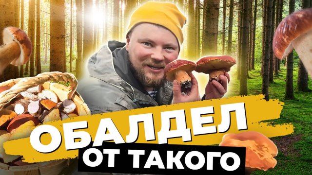 БЕЛЫХ ГРИБОВ НЕ СОСЧИТАТЬ. БЕЛЫЕ ГРИБЫ НА СЕВЕРЕ РОССИИ. мотор MIKATSU M 30 FES. ЦЕЛАЯ КОРЗИНА БЕЛЫХ