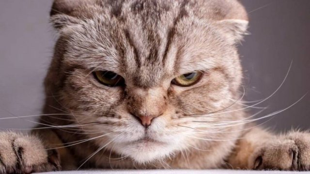 То чего вы не знали о КОШЕК! Самые интересные ФАКТЫ