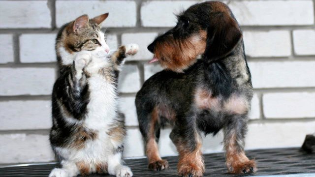 ПРИКОЛЫ С ЖИВОТНЫМИ ДО СЛЕЗ #185 Смешные КОТЫ И СОБАКИ  Приколы