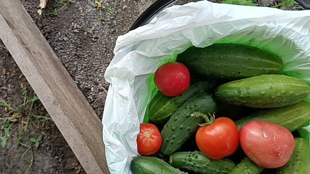 СОБИРАЕМ В ДОРОГУ СЫНА/ПОЖАРИЛИ ШАШЛЫКИ, ПРОВОДИЛИ.
