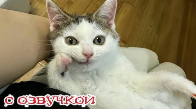 Приколы с котами! С ОЗВУЧКОЙ! СМЕШНЫЕ КОТЫ! ДО СЛЁЗ! Самые смешные животные!