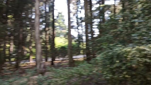 Никитский ботанический сад