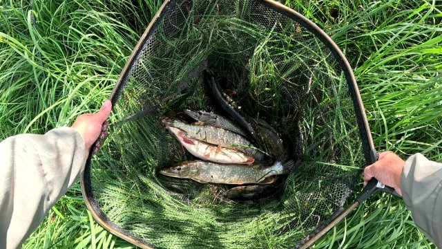 ПОЛ ДНЯ ПОИСКА И ВОТ ОНО ЩУЧЬЕ ЛОГОВО. Щука на каждом забросе.
