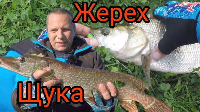 ЩУКА , ЖЕРЕХ и ОКУНЬ ОСЕНЬЮ. БЮДЖЕТНЫЙ СПИННИНГ творит ЧУДЕСА.