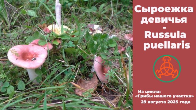 Сыроежка девичья - Russula puellaris. "Грибы нашего участка"