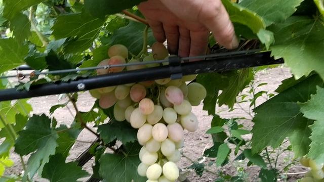виноград Атлантида