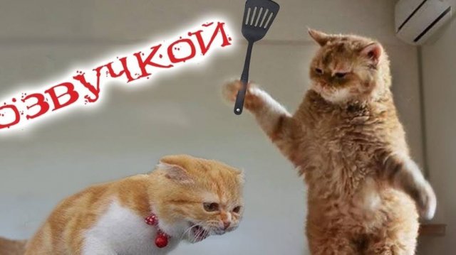 Приколы с котами! С ОЗВУЧКОЙ! - Смешные коты! САМЫЕ СМЕШНЫЕ ЖИВОТНЫЕ!