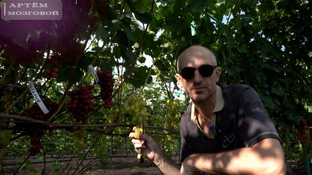 Виноград Белая Надежда.