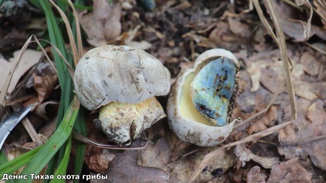 Зонтик смешанный и краснеющий | боровик коренящийся