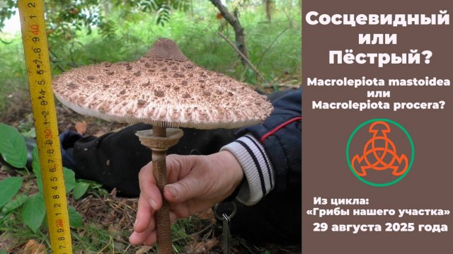 Сосцевидный или Пёстрый? Macrolepiota mastoidea или Macrolepiota procera? "Грибы нашего участка"