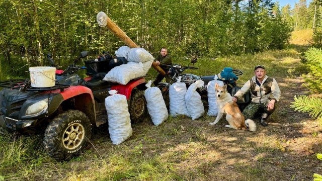 УРОЖАЙНЫЙ ГОД. СБОР КЕДРОВОГО ОРЕХА В СИБИРСКОЙ ТАЙГЕ