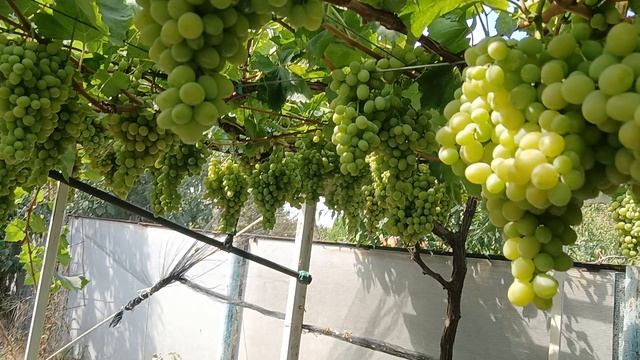 Виноград Бостон(Криуля С. И.) к-ши Арарат, Аватар, Рататуй, Весёлые пальцы 08.09.25г.