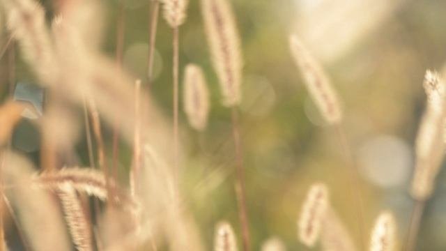 Колосья / футаж