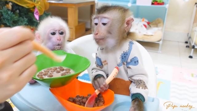 Обезьянки МАЛЕХА и БУКАШКА кроха едят ложкой шарики с молоком СМЕШНАЯ малышня