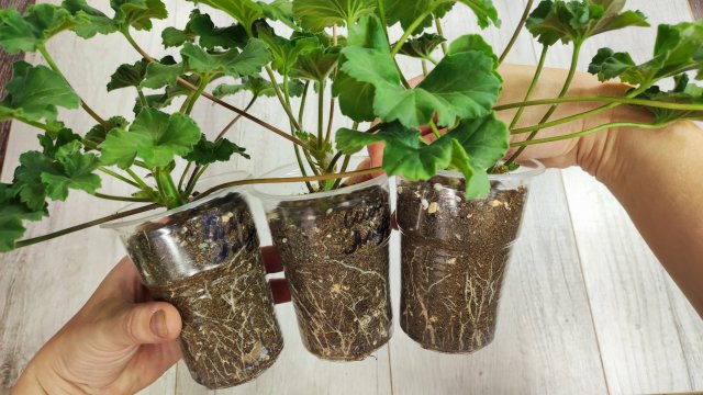 Как правильно пересадить ЧЕРЕНКИ ГЕРАНИ чтобы не ЗАГНИЛИ?