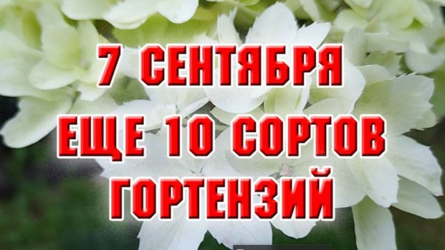 7 сентября. Еще 10 сортов гортензий