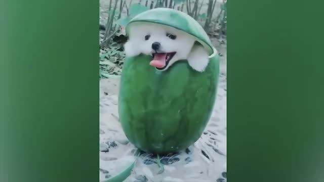 Смешные животные. Самые интересные моменты.
