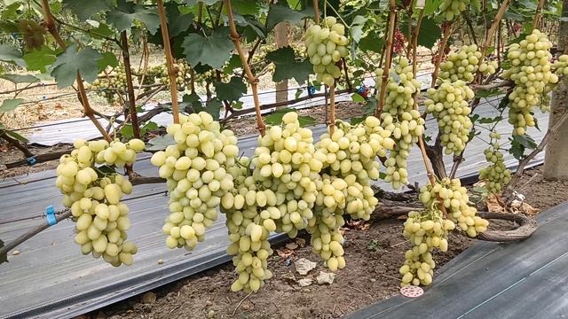 Виноград Фишка (Калугин В. М.) 08.09.25г виноградник Король В. Н. г.Краснодар тел. 8-918-62-41-307