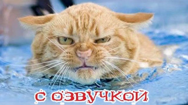 Приколы с котами! С ОЗВУЧКОЙ! СМЕШНЫЕ КОТЫ И СОБАКИ! Самые смешные животные!!