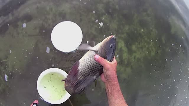 КАРПИКИ ловлю и ВЫПУСКАЮ-3