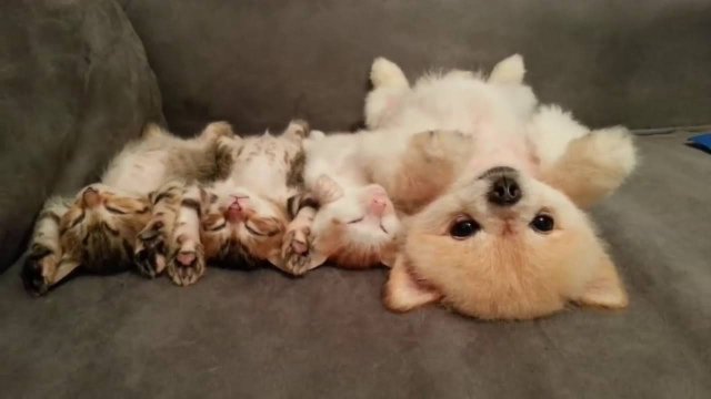ПРИКОЛЫ С ЖИВОТНЫМИ ДО СЛЕЗ #186 Смешные КОТЫ И СОБАКИ  Приколы