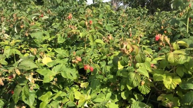 Малина Туламин.Период плодоношения.