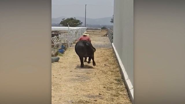 МОМЕНТЫ НА ФЕРМЕ ✓ КОТОРЫЕ ПОШЛИ НЕ ПО ПЛАНУ 🐑🚜 🤯🤷👍🚀