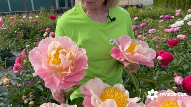 Kayleigh Ann peony. Кейли Энн пион. Пулков сад (2025 г.)